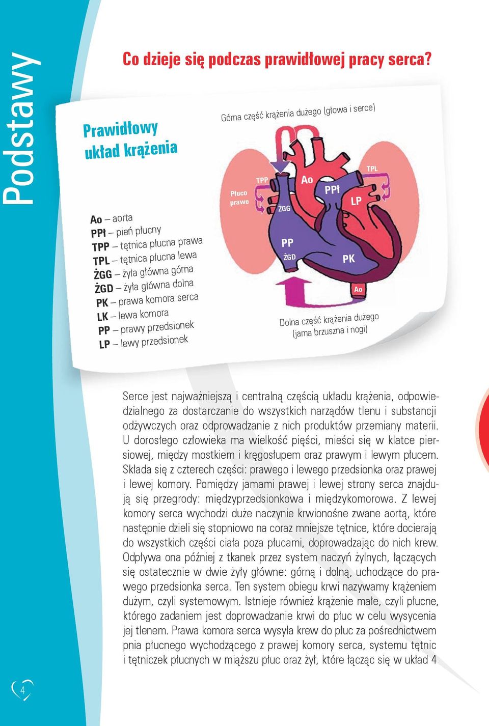 przedsionek LP lewy przedsionek Górna część krążenia dużego (głowa i serce) Płuco prawe TPP ŻGG PP ŻGD Ao PPł PK LP Ao TPL LK Dolna część krążenia dużego (jama brzuszna i nogi) Serce jest