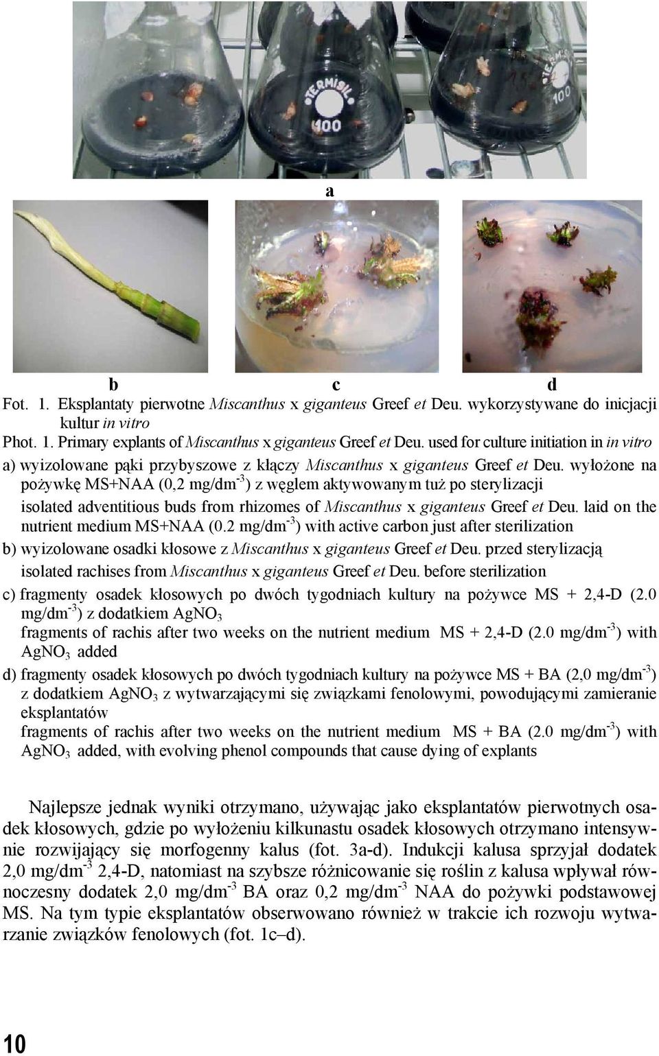 wyłożone na pożywkę MS+NAA (0,2 mg/dm -3 ) z węglem aktywowanym tuż po sterylizacji isolated adventitious buds from rhizomes of Miscanthus x giganteus Greef et Deu.