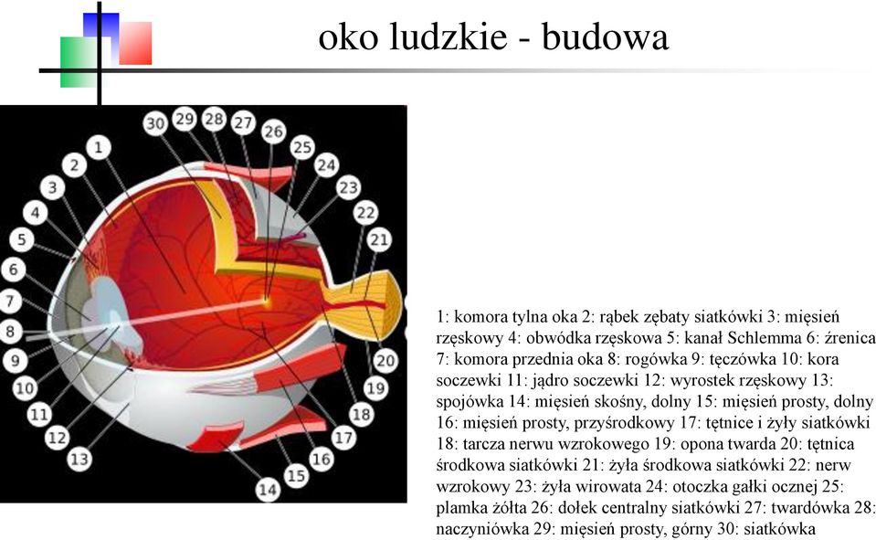 prosty, przyśrodkowy 17: tętnice i żyły siatkówki 18: tarcza nerwu wzrokowego 19: opona twarda 20: tętnica środkowa siatkówki 21: żyła środkowa siatkówki 22: nerw