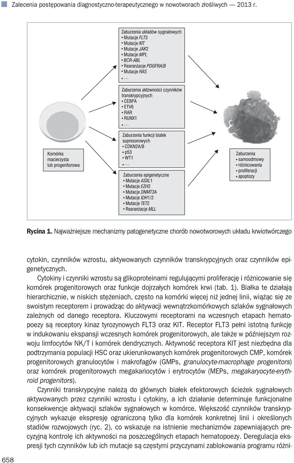 Cytokiny i czynniki wzrostu są glikoproteinami regulującymi proliferację i różnicowanie się komórek progenitorowych oraz funkcje dojrzałych komórek krwi (tab. 1).