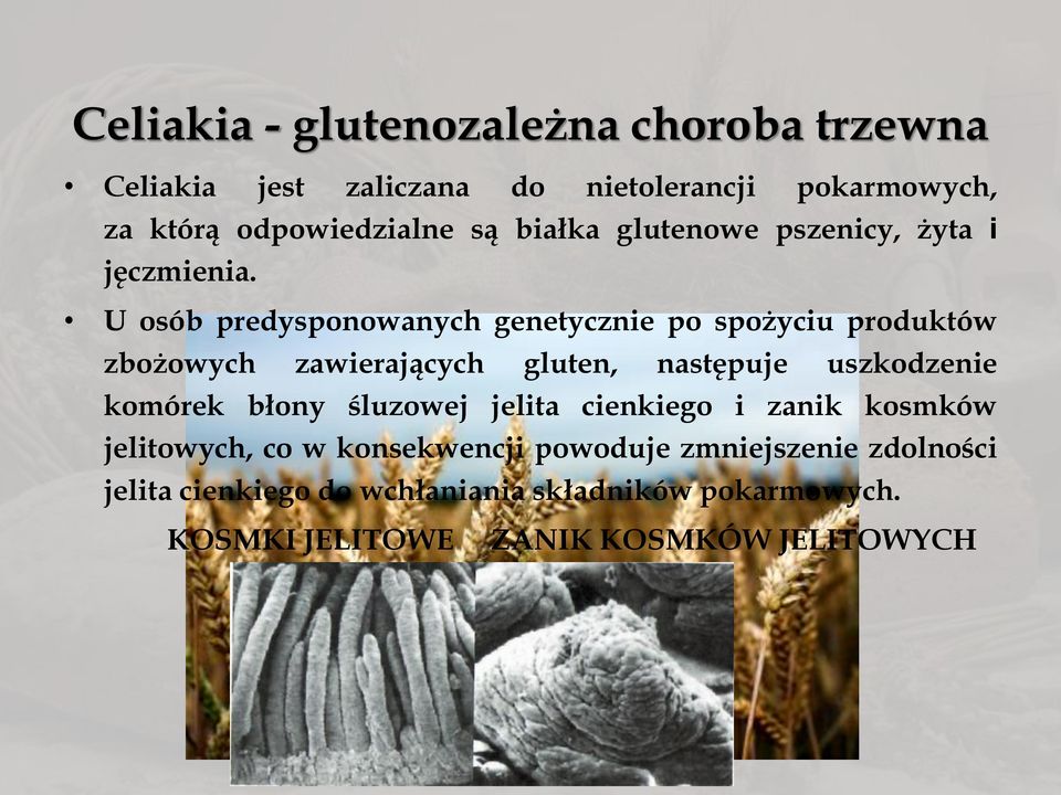 U osób predysponowanych genetycznie po spożyciu produktów zbożowych zawierających gluten, następuje uszkodzenie komórek