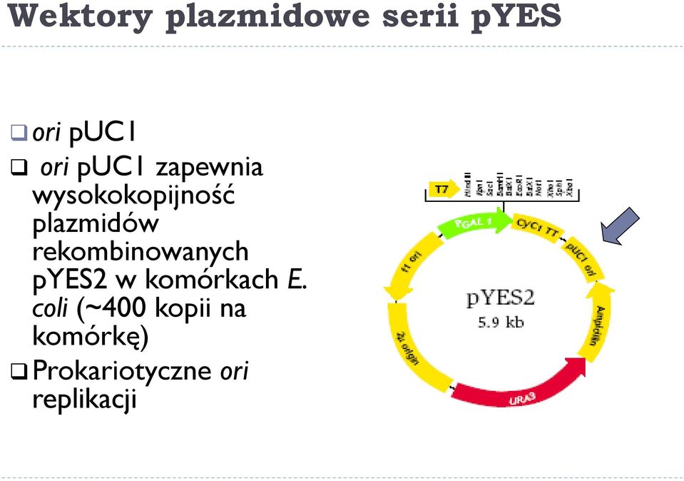 rekombinowanych pyes2 w komórkach E.
