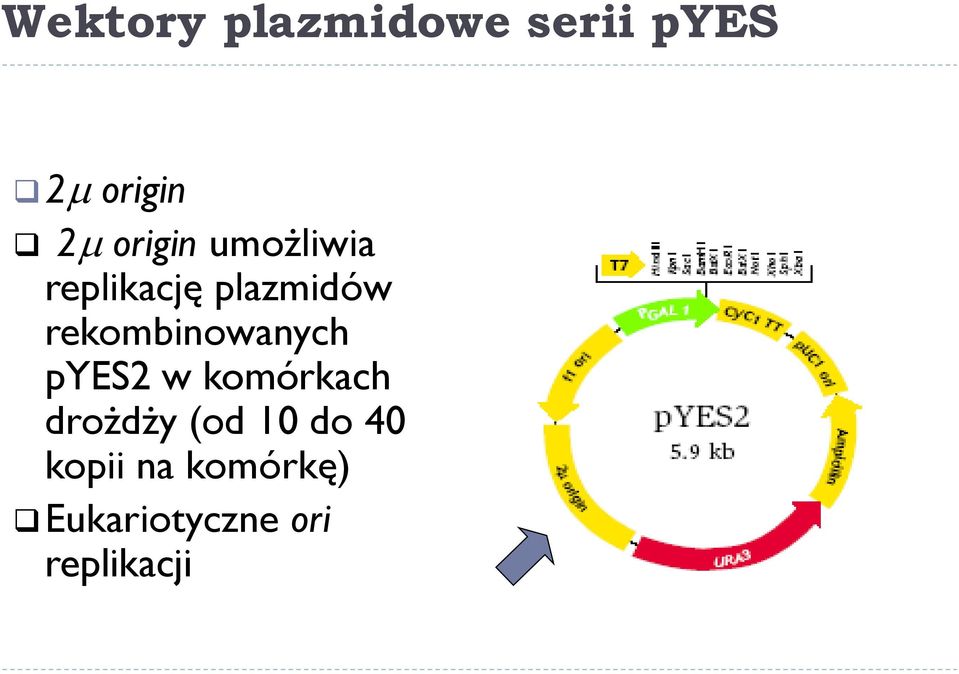 rekombinowanych pyes2 w komórkach drożdży (od