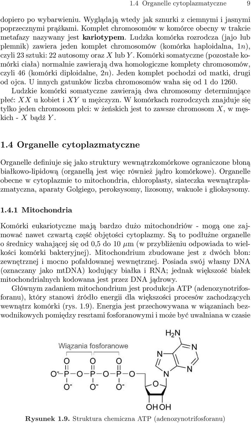 Ludzka komórka rozrodcza (jajo lub plemnik) zawiera jeden komplet chromosomów (komórka haploidalna, 1n), czyli 23 sztuki: 22 autosomy oraz X lub Y.