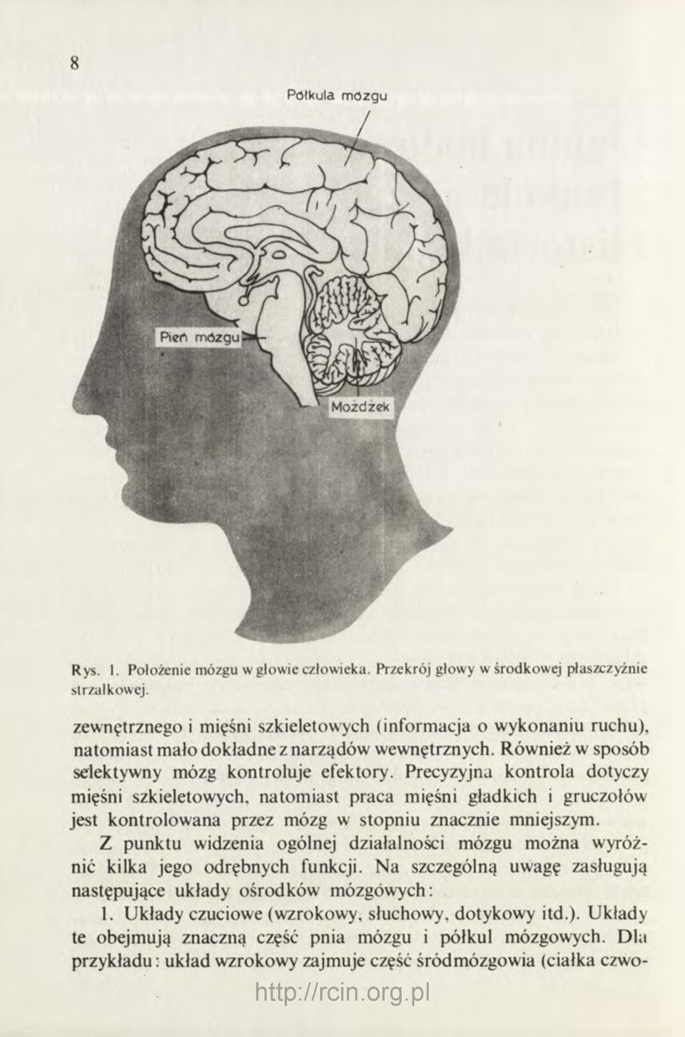 Precyzyjna kontrola dotyczy mięśni szkieletowych, natomiast praca mięśni gładkich i gruczołów jest kontrolowana przez mózg w stopniu znacznie mniejszym.