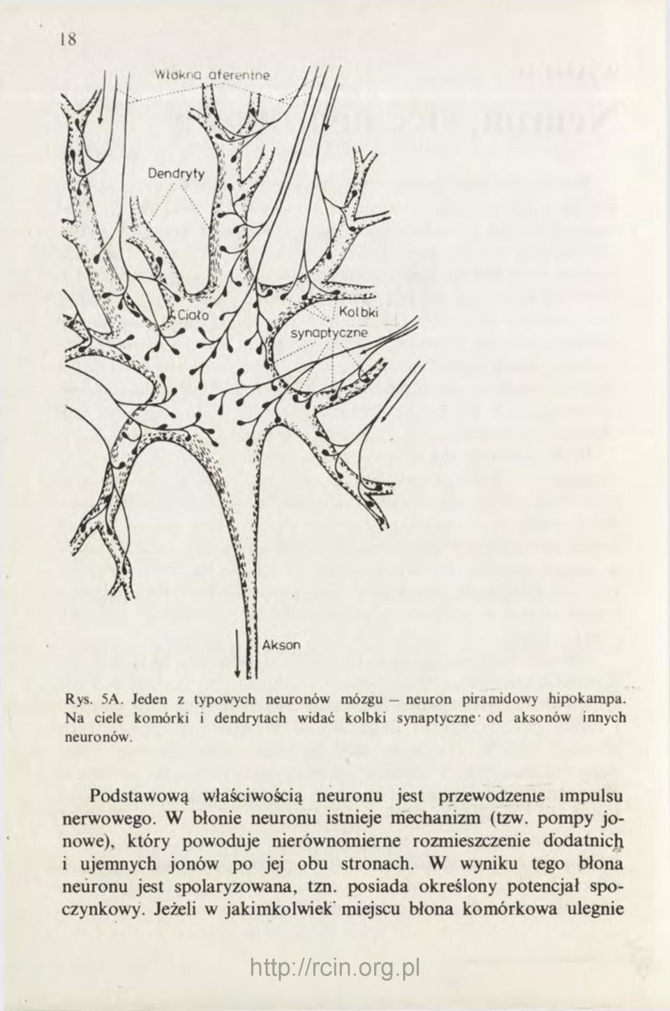 Podstawową właściwością neuronu jest przewodzenie impulsu nerwowego. W błonie neuronu istnieje mechanizm (tzw.