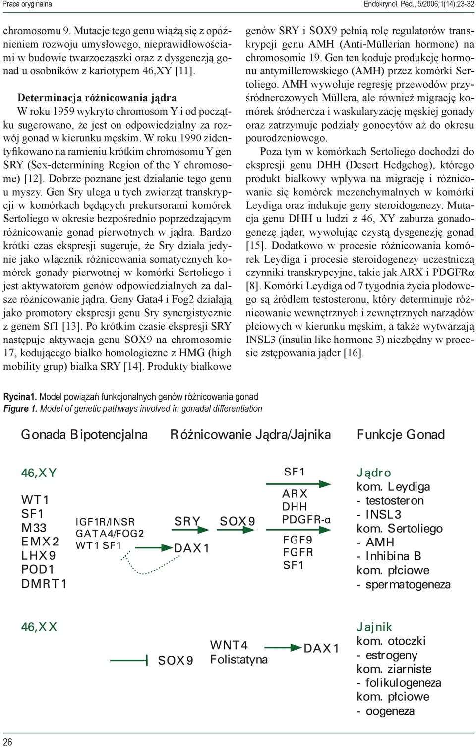 W roku 1990 zidentyfikowano na ramieniu krótkim chromosomu Y gen SRY (Sex-determining Region of the Y chromosome) [12]. Dobrze poznane jest działanie tego genu u myszy.