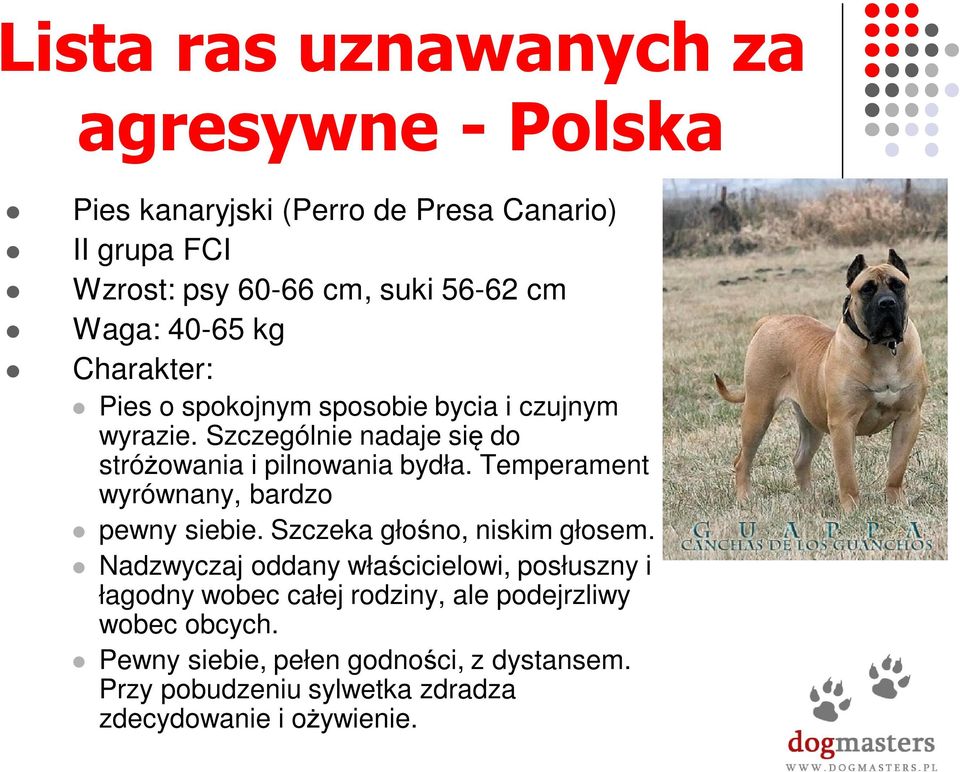 Temperament wyrównany, bardzo pewny siebie. Szczeka głośno, niskim głosem.