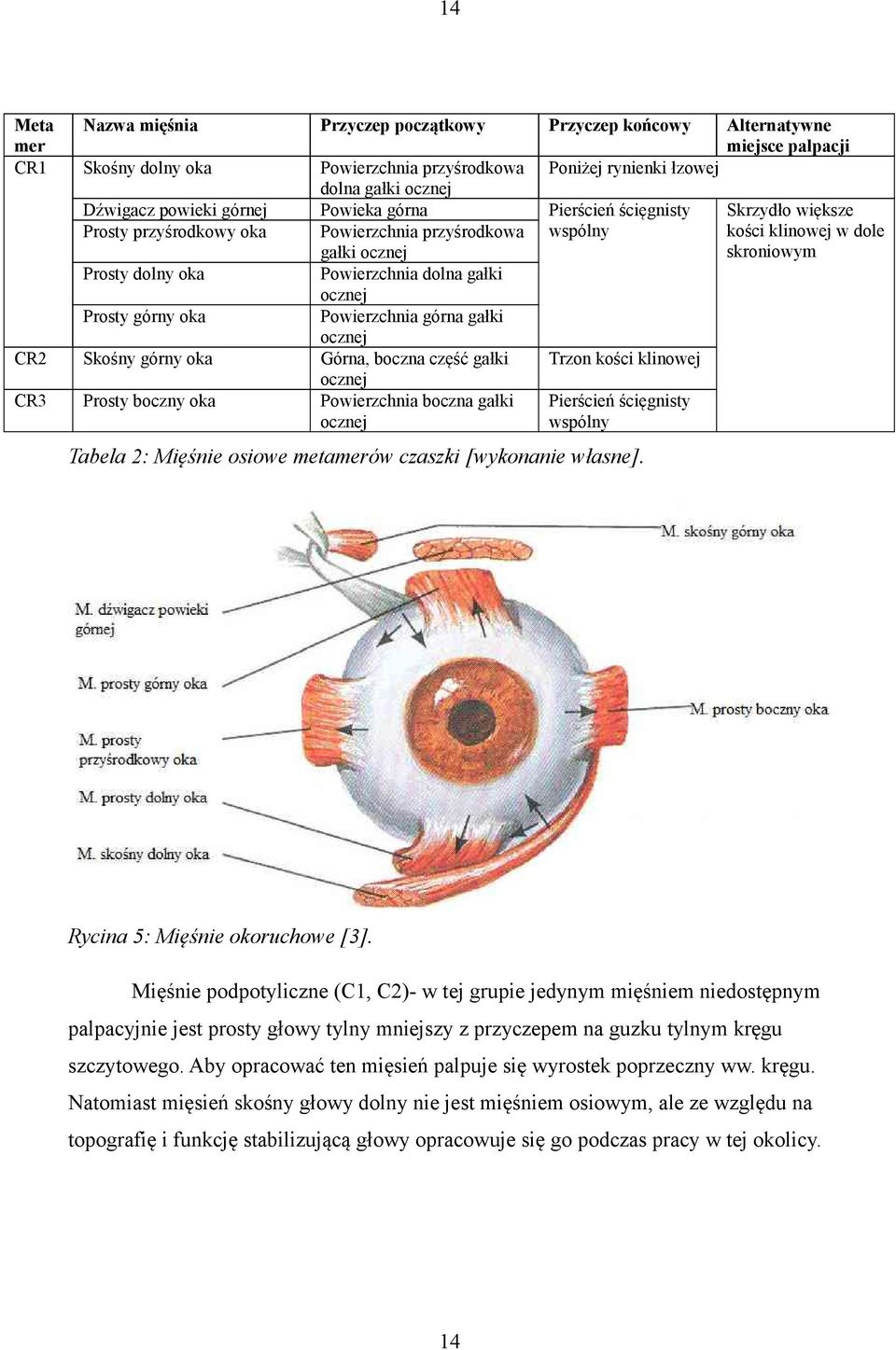 gałki ocznej Prosty górny oka Powierzchnia górna gałki ocznej CR2 Skośny górny oka Górna, boczna część gałki Trzon kości klinowej ocznej CR3 Prosty boczny oka Powierzchnia boczna gałki ocznej