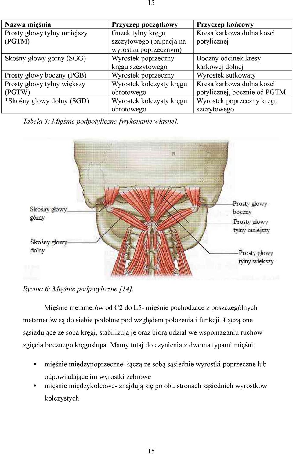 Wyrostek kolczysty kręgu obrotowego Kresa karkowa dolna kości potylicznej, bocznie od PGTM *Skośny głowy dolny (SGD) Wyrostek kolczysty kręgu obrotowego Wyrostek poprzeczny kręgu szczytowego Tabela