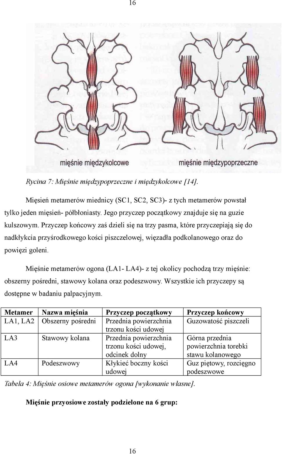 Przyczep końcowy zaś dzieli się na trzy pasma, które przyczepiają się do nadkłykcia przyśrodkowego kości piszczelowej, więzadła podkolanowego oraz do powięzi goleni.