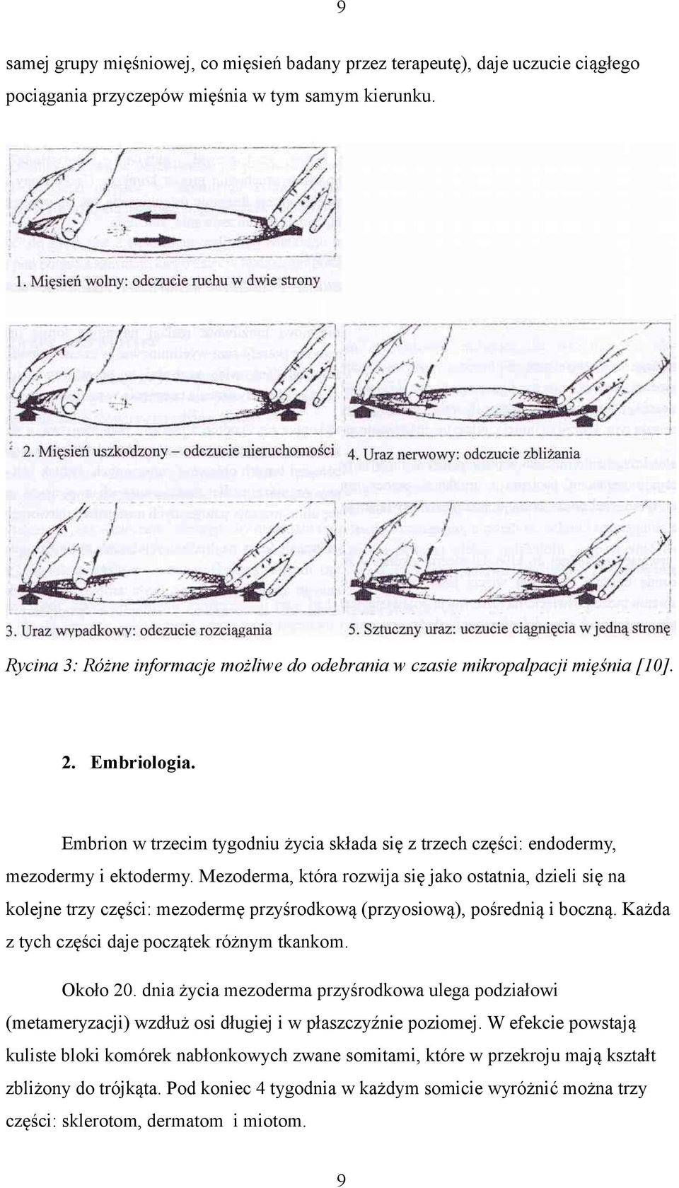 Mezoderma, która rozwija się jako ostatnia, dzieli się na kolejne trzy części: mezodermę przyśrodkową (przyosiową), pośrednią i boczną. Każda z tych części daje początek różnym tkankom. Około 20.