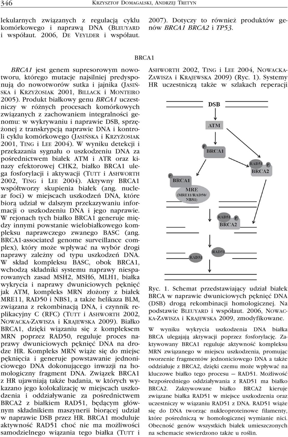 BRCA1 BRCA1 jest genem supresorowym nowotworu, którego mutacje najsilniej predysponują do nowotworów sutka i jajnika (Jasińska i Krzyżosiak 2001, Billack i Monteiro 2005).