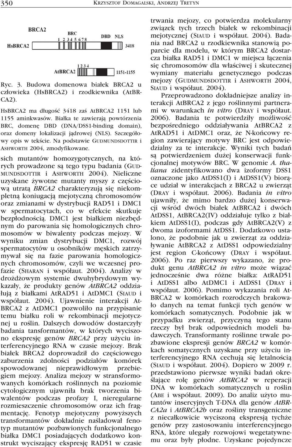 Na podstawie Gudmundsdottir i Ashworth 2004, zmodyfikowane. sich mutantów homozygotycznych, na których prowadzone są tego typu badania (Gudmundsdottir i Ashworth 2004).