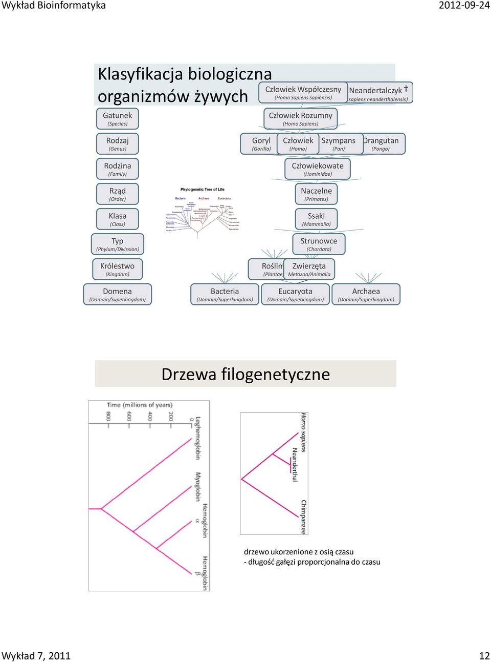 (Kingdom) Rośliny (Plantae) Człowiekowate (Hominidae) Naczelne (Primates) Ssaki (Mammalia) Strunowce (Chordata) Zwierzęta Metazoa/Animalia Domena (Domain/Superkingdom) Bacteria