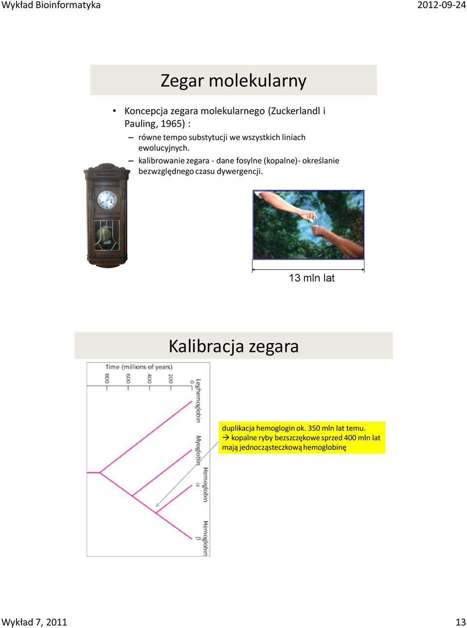 kalibrowanie zegara - dane fosylne (kopalne)- określanie bezwzględnego czasu dywergencji.