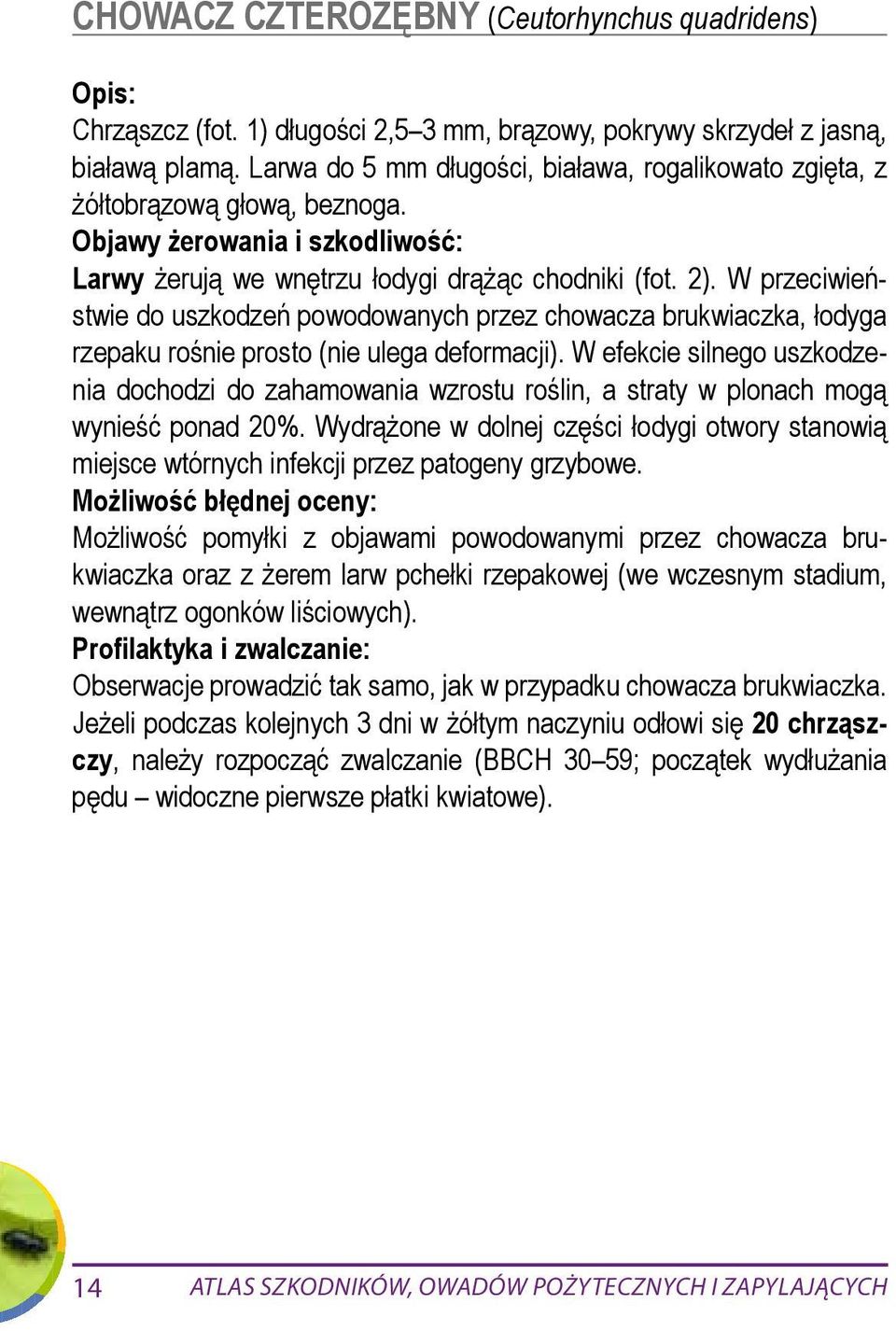 W przeciwieństwie do uszkodzeń powodowanych przez chowacza brukwiaczka, łodyga rzepaku rośnie prosto (nie ulega deformacji).