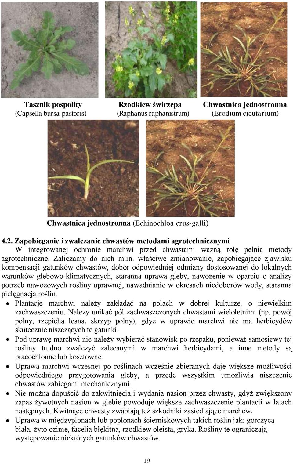 egrowanej ochronie marchwi przed chwastami ważną rolę pełnią metody agrotechniczne. Zaliczamy do nich m.in.