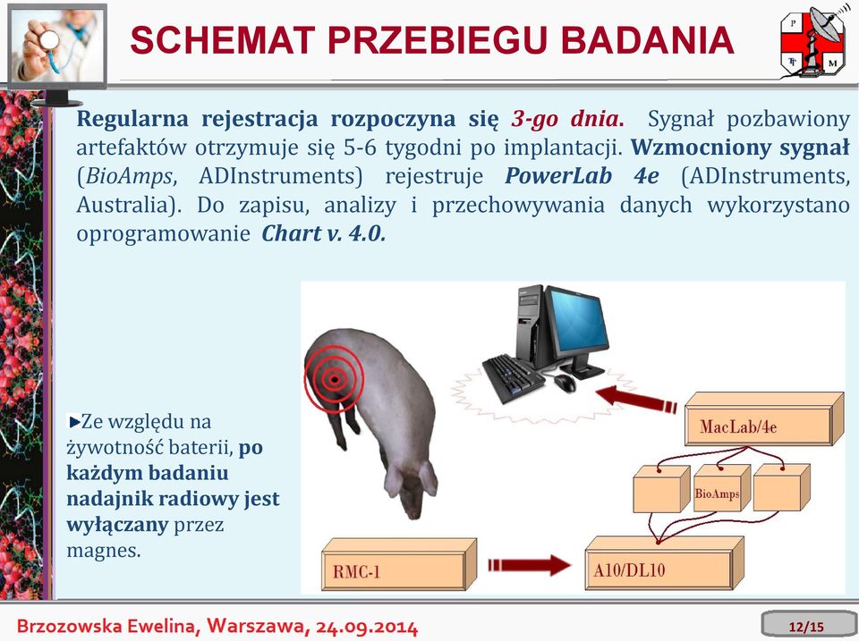 Wzmocniony sygnał (BioAmps, ADInstruments) rejestruje PowerLab 4e (ADInstruments, Australia).