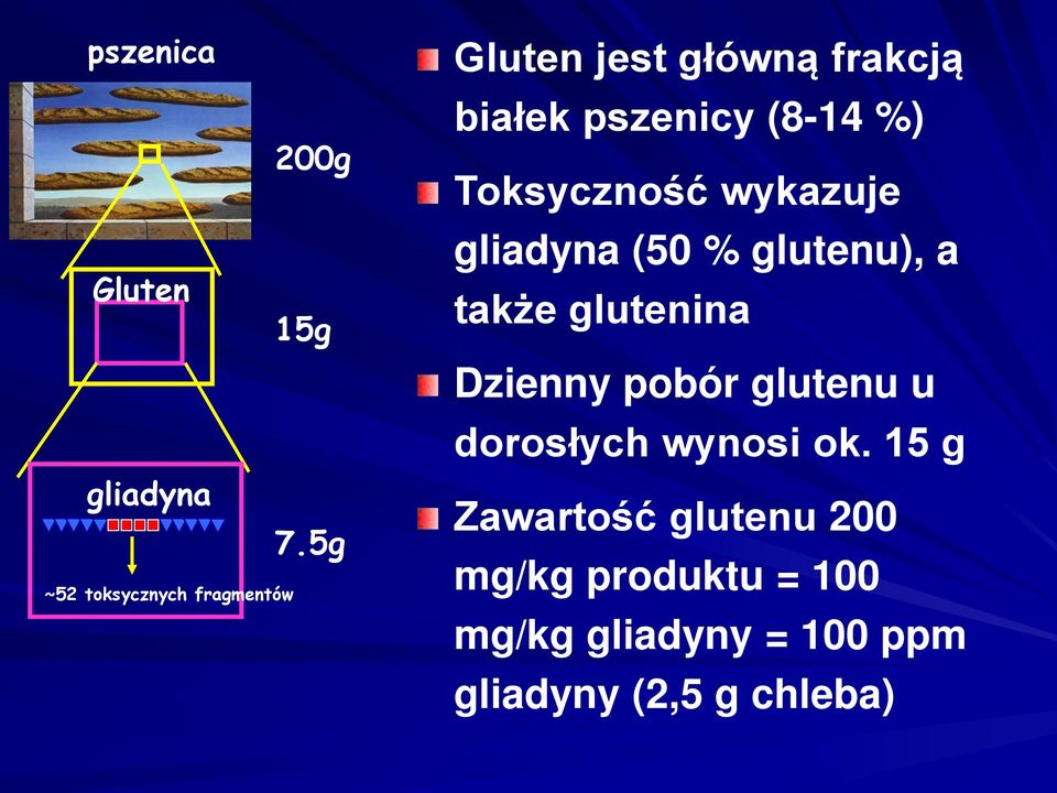 %) Toksyczność wykazuje gliadyna (50 % glutenu), a także glutenina Dzienny pobór