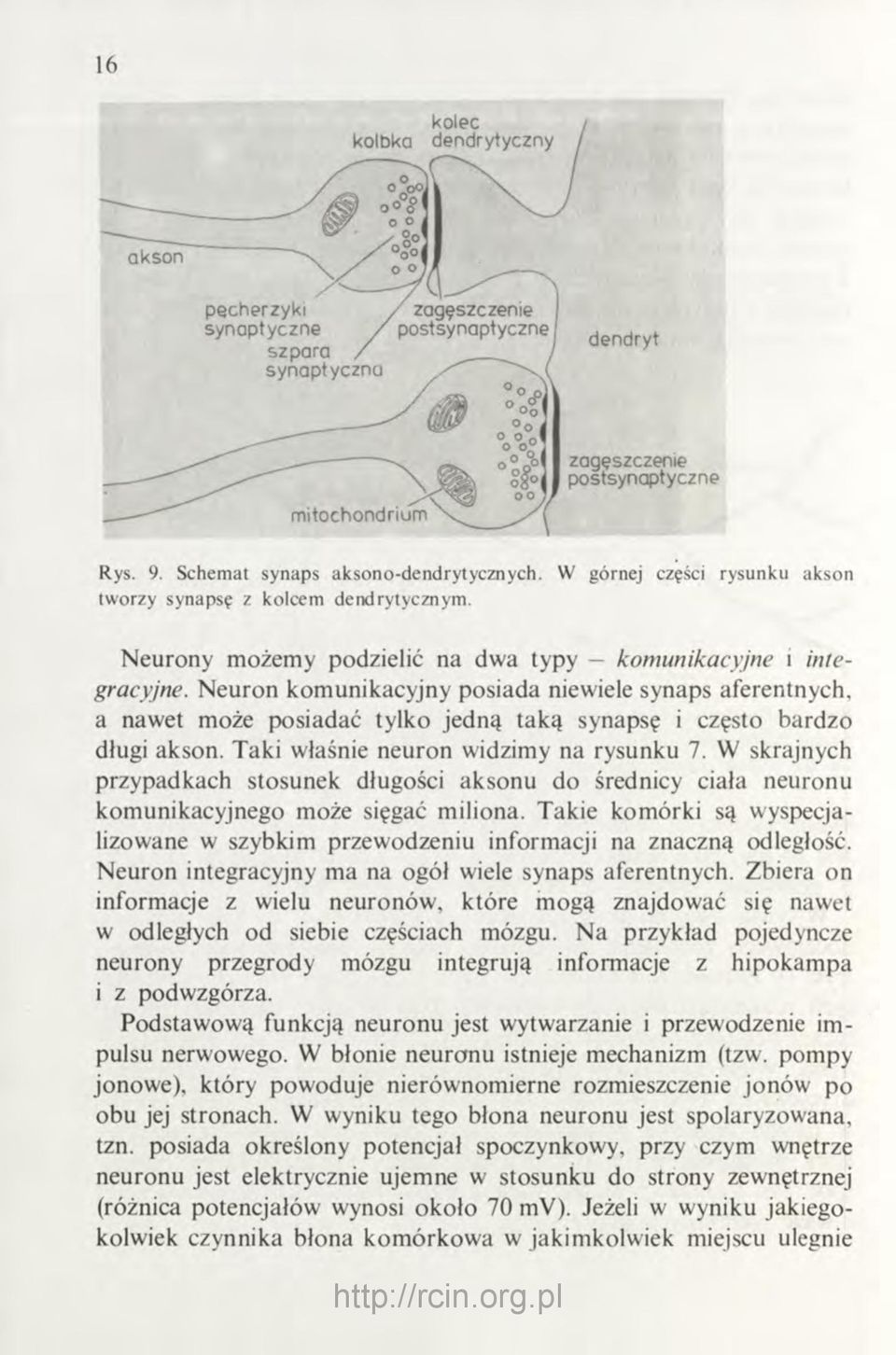 W skrajnych przypadkach stosunek długości aksonu do średnicy ciała neuronu komunikacyjnego może sięgać miliona.