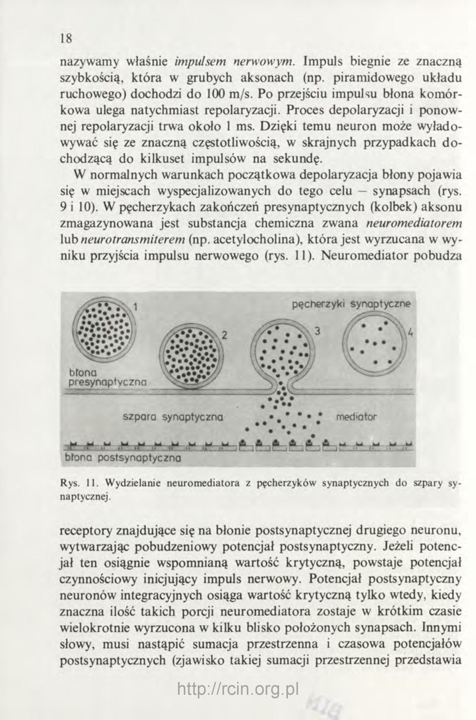 Dzięki temu neuron może wyładowywać się ze znaczną częstotliwością, w skrajnych przypadkach dochodzącą do kilkuset impulsów na sekundę.