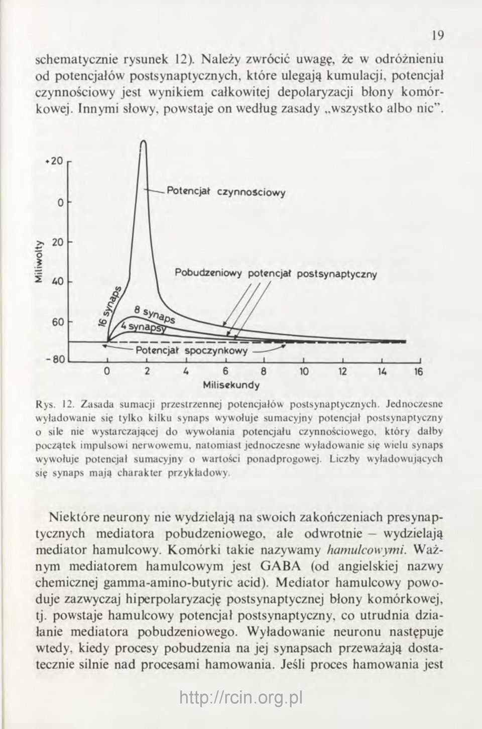 Innymi słowy, powstaje on według zasady wszystko albo nic". 19 Milisekundy Rys. 12. Zasada sumacji przestrzennej potencjałów postsynaptycznych.