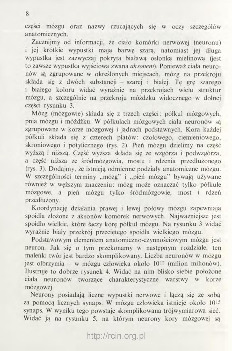 wypustka wyjściowa zwana aksonem). Ponieważ ciała neuronów są zgrupowane w określonych miejscach, mózg na przekroju składa się z dwóch substancji szarej i białej.