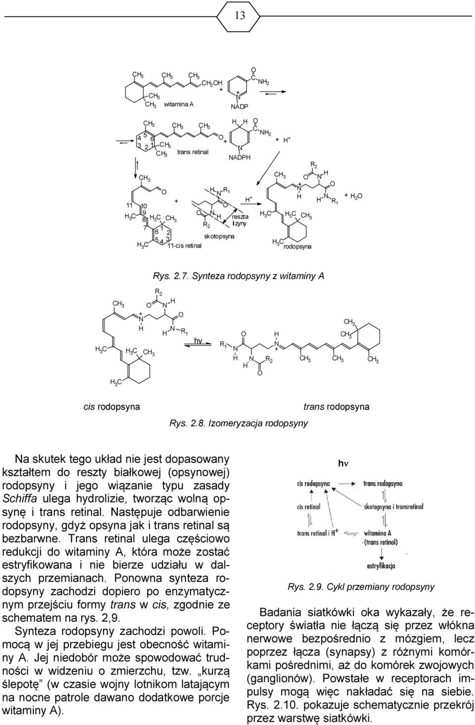 Synteza rodopsyny z witaminy A H 3 C CH 3 H 3 C H 3 C O + N H CH 3 R 2 N H O N H R 1 O hv R1 N H N H O R 2 H N + CH 3 CH 3 CH 3 CH 3 CH 3 cis rodopsyna Rys. 2.8.