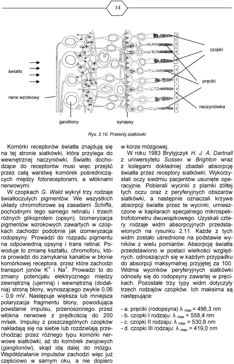 Światło dochodzące do receptorów musi więc przejść przez całą warstwę komórek pośredniczących między fotoreceptorami, a włóknami nerwowymi. W czopkach G.