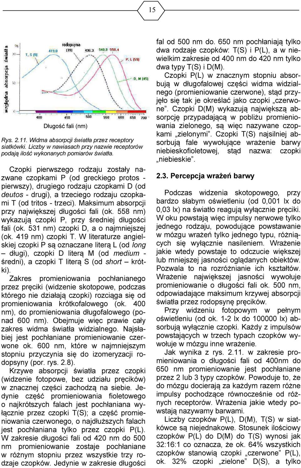 Maksimum absorpcji przy największej długości fali (ok. 558 nm) wykazują czopki P, przy średniej długości fali (ok. 531 nm) czopki D, a o najmniejszej (ok. 419 nm) czopki T.