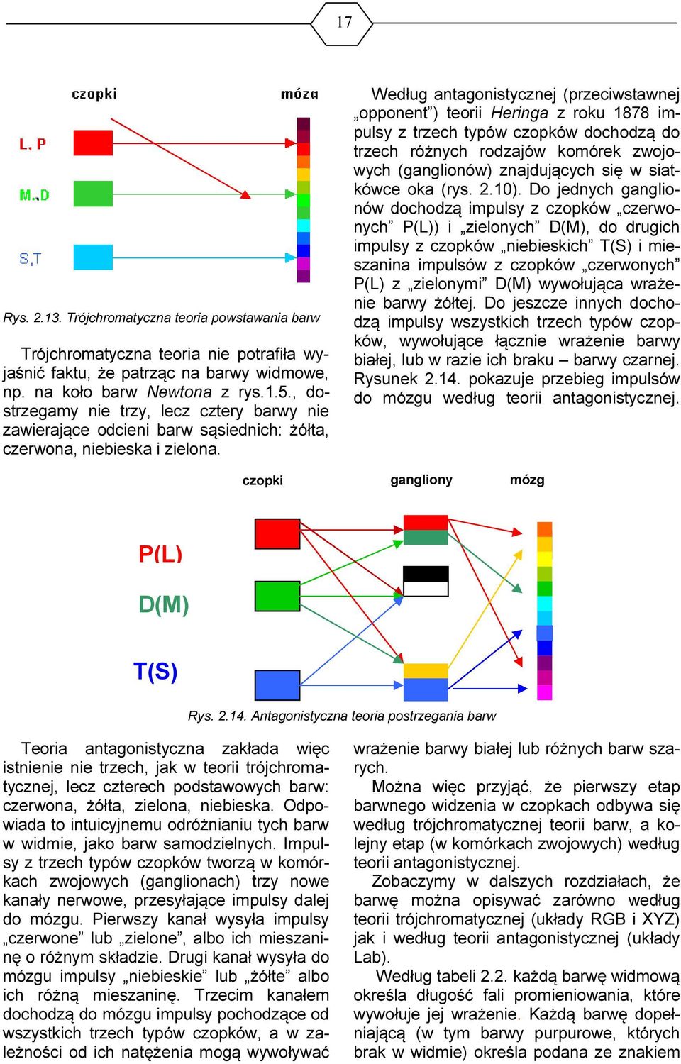 Według antagonistycznej (przeciwstawnej opponent ) teorii Heringa z roku 1878 impulsy z trzech typów czopków dochodzą do trzech różnych rodzajów komórek zwojowych (ganglionów) znajdujących się w