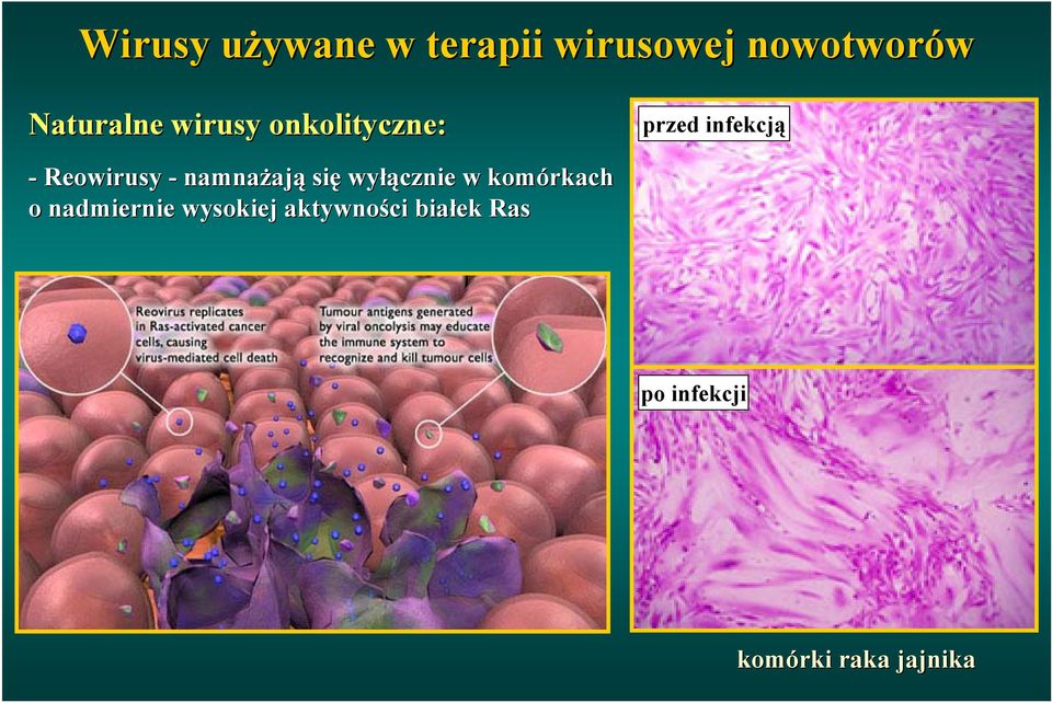 Reowirusy - namnażają się wyłącznie w komórkach o