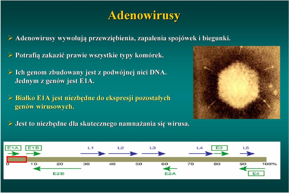 Ich genom zbudowany jest z podwójnej nici DNA. Jednym z genów jest E1A.