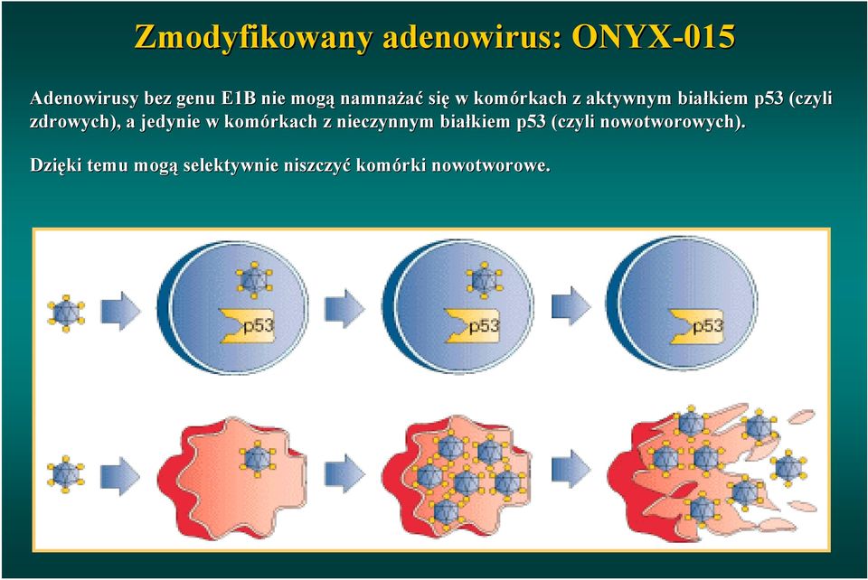 zdrowych), a jedynie w komórkach z nieczynnym białkiem p53 (czyli i