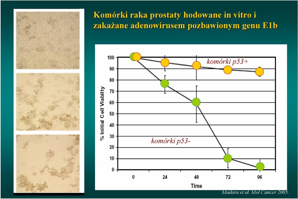 pozbawionym genu E1b komórki p53+