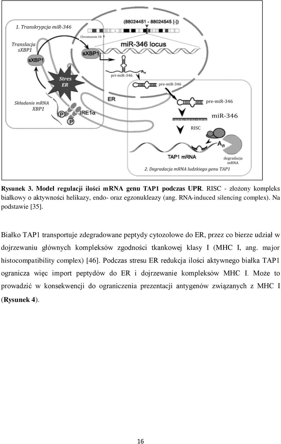 Białko TAP1 transportuje zdegradowane peptydy cytozolowe do ER, przez co bierze udział w dojrzewaniu głównych kompleksów zgodności tkankowej klasy I (MHC I,