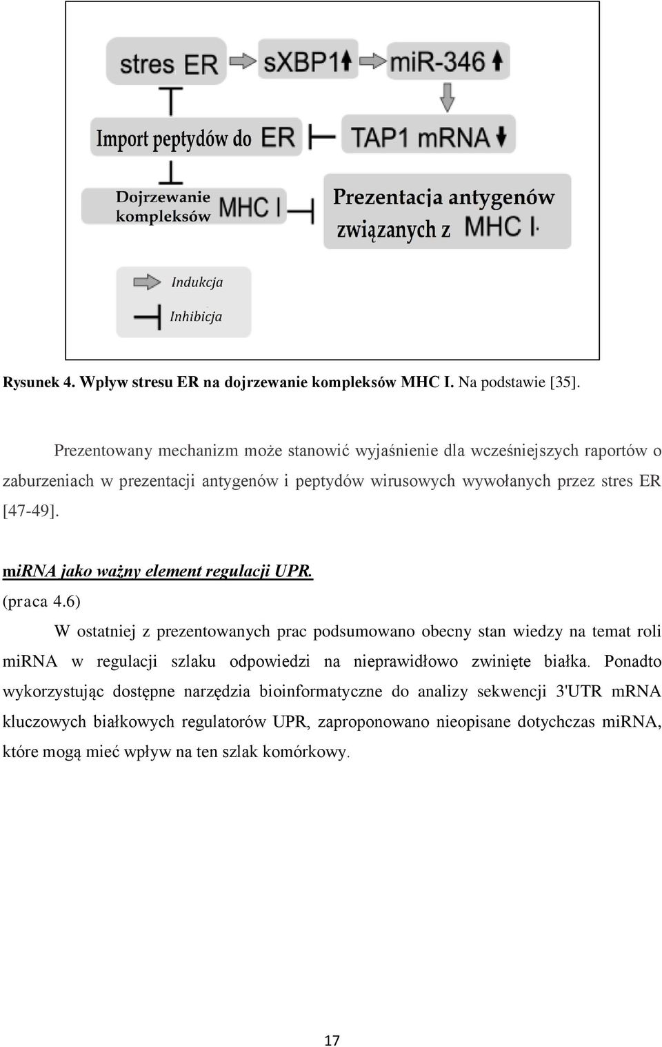 [47-49]. mirna jako ważny element regulacji UPR. (praca 4.