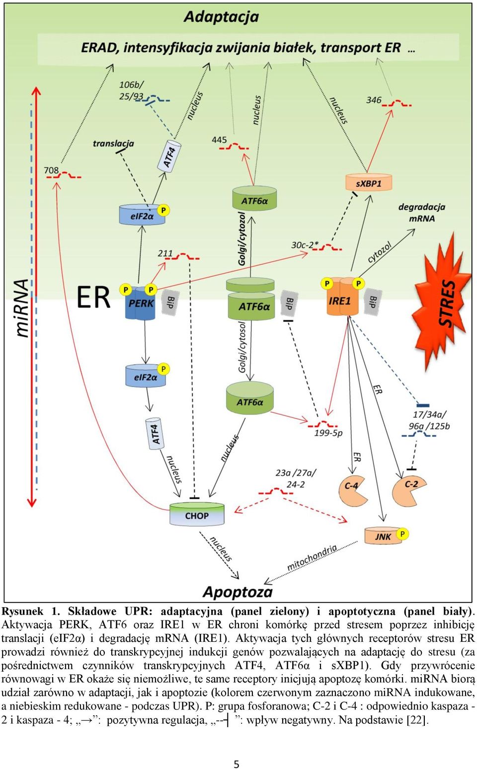 Aktywacja tych głównych receptorów stresu ER prowadzi również do transkrypcyjnej indukcji genów pozwalających na adaptację do stresu (za pośrednictwem czynników transkrypcyjnych ATF4, ATF6α i