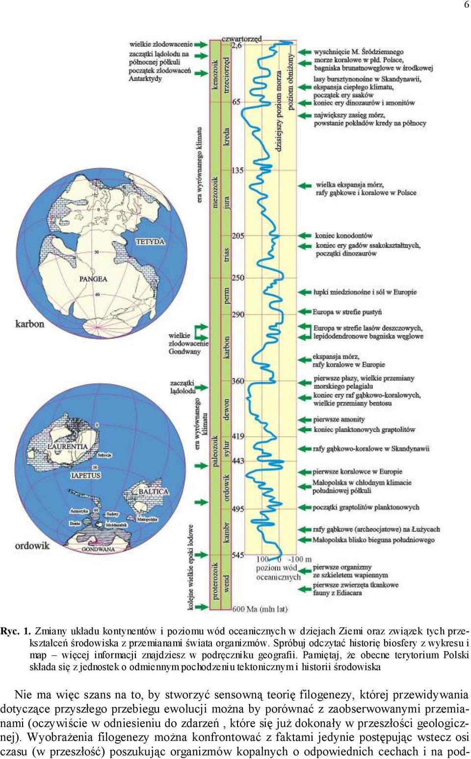 Pamiętaj, że obecne terytorium Polski składa się z jednostek o odmiennym pochodzeniu tektonicznym i historii środowiska Nie ma więc szans na to, by stworzyć sensowną teorię filogenezy, której