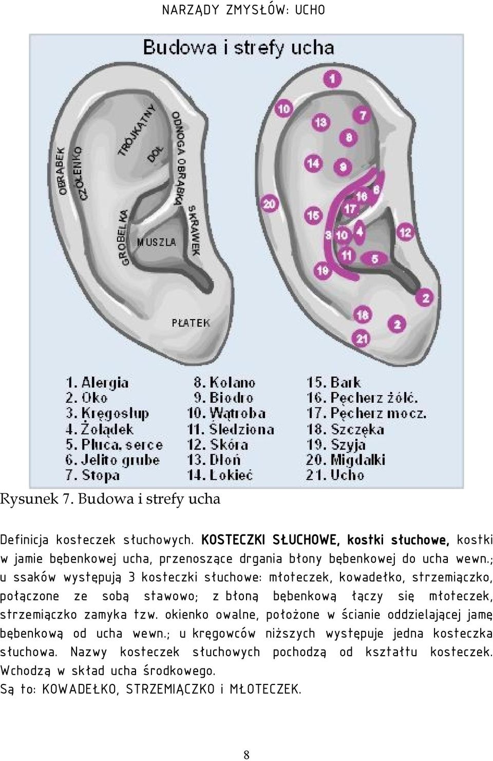 ; u ssaków występują 3 kosteczki słuchowe: młoteczek, kowadełko, strzemiączko, połączone ze sobą stawowo; z błoną bębenkową łączy się młoteczek,