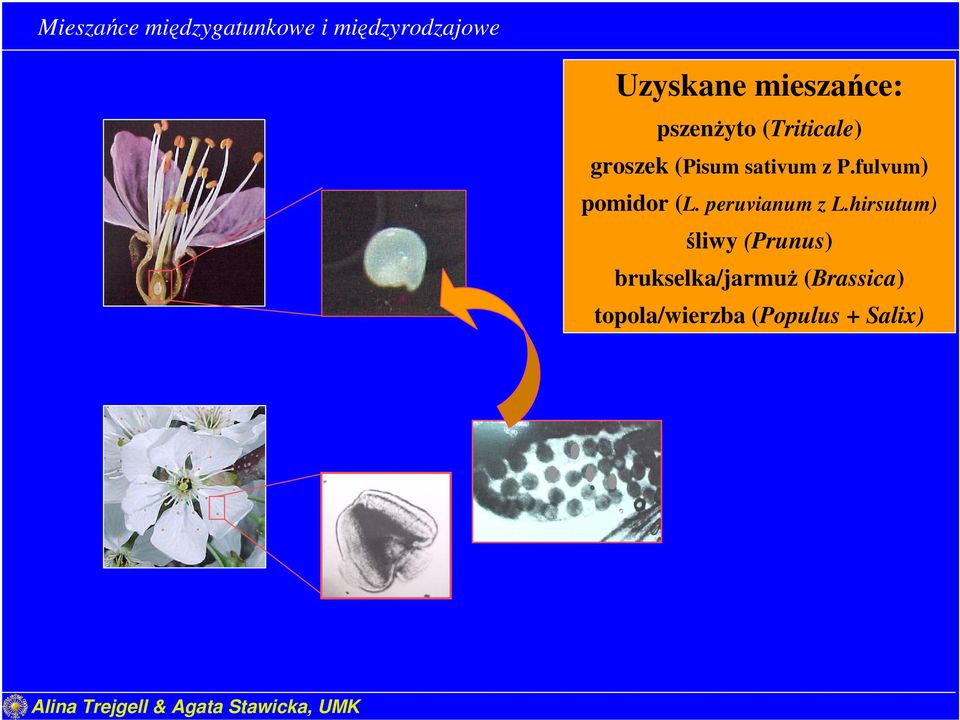 P.fulvum) pomidor (L. peruvianum z L.