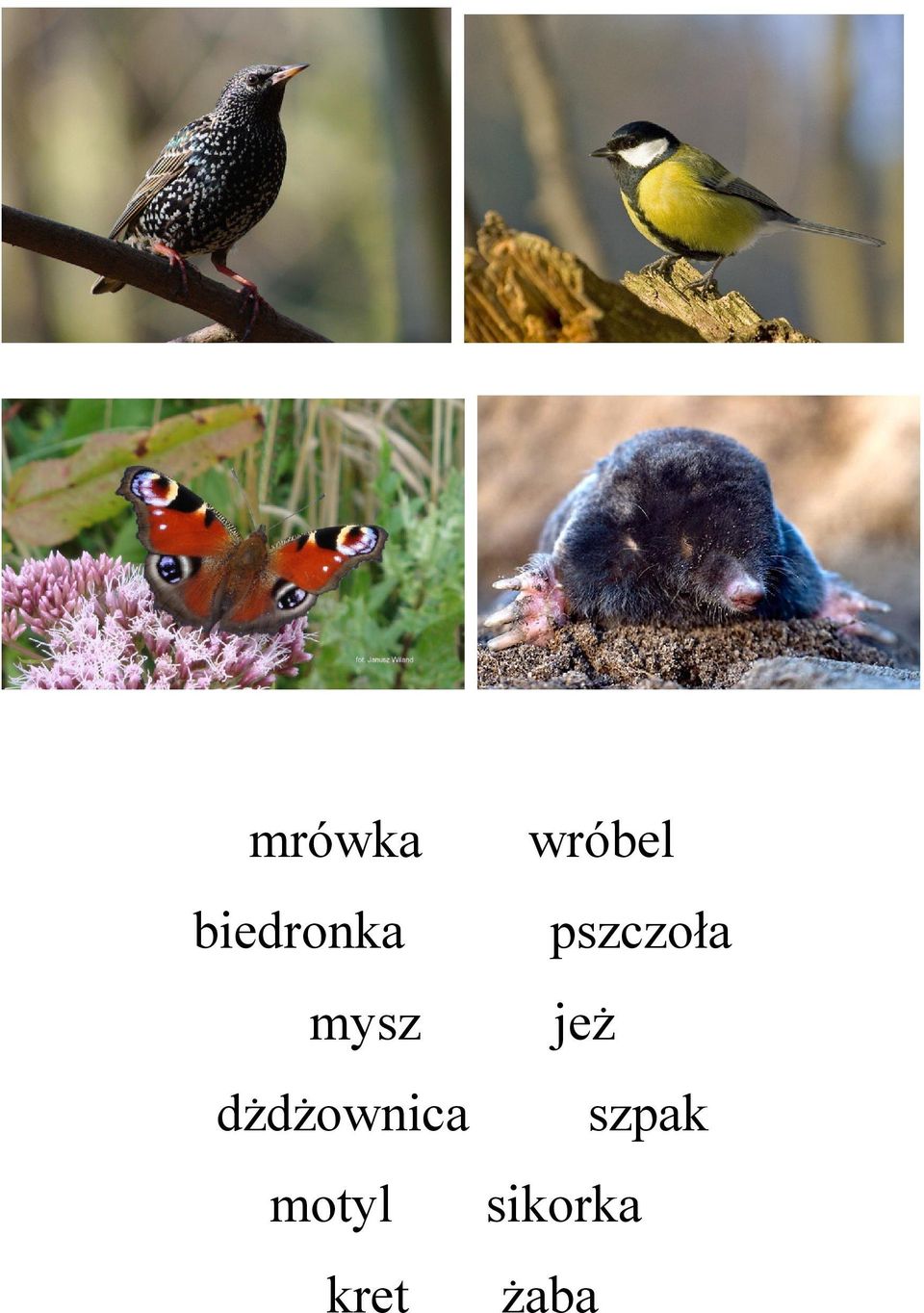 motyl kret wróbel