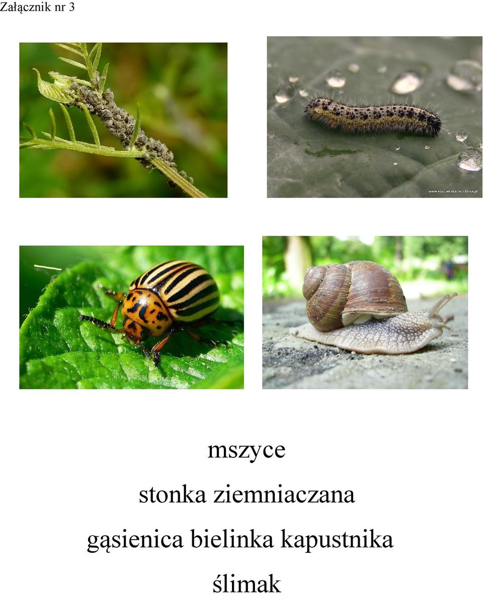 ziemniaczana