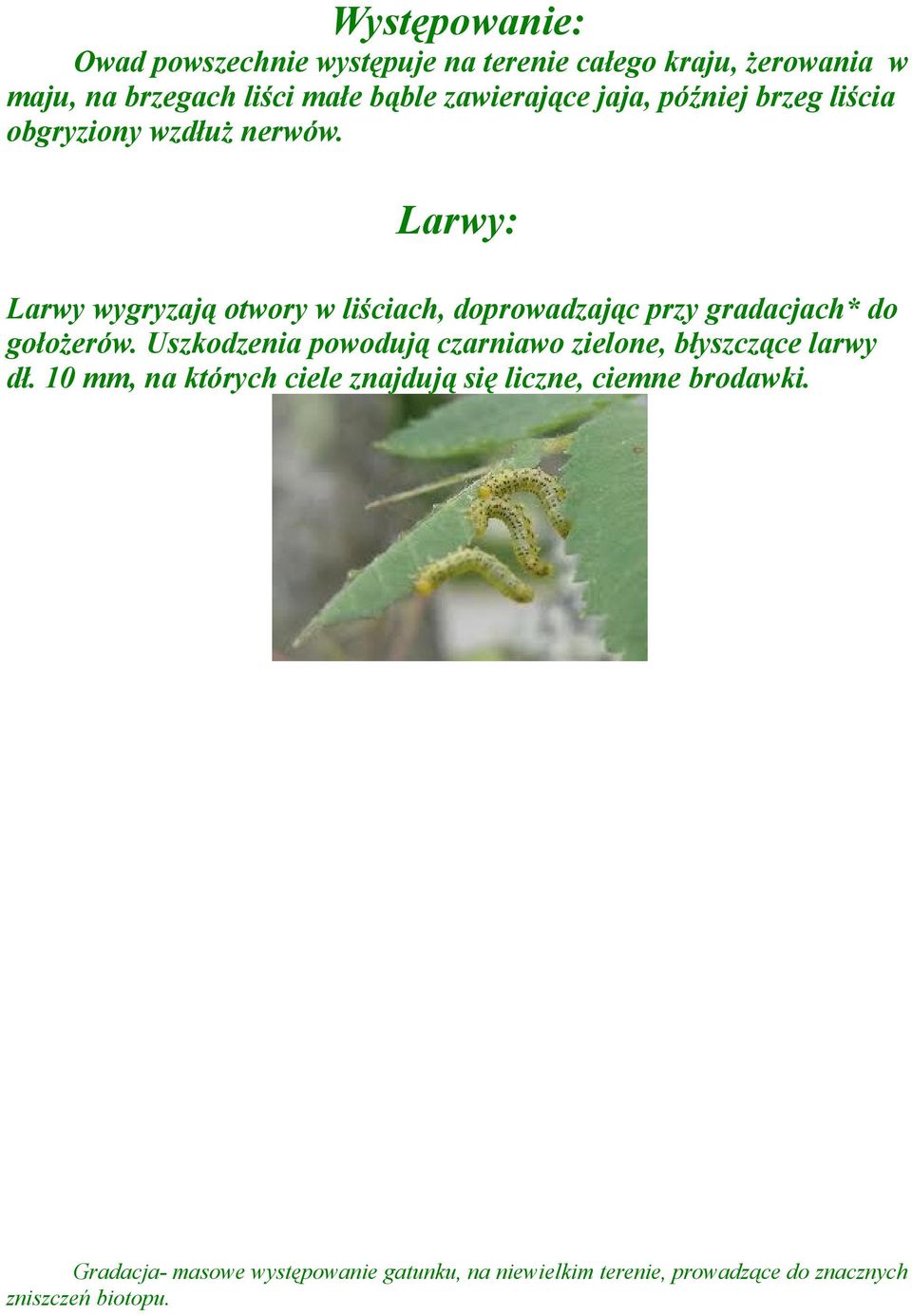 Larwy: Larwy wygryzają otwory w liściach, doprowadzając przy gradacjach* do gołożerów.