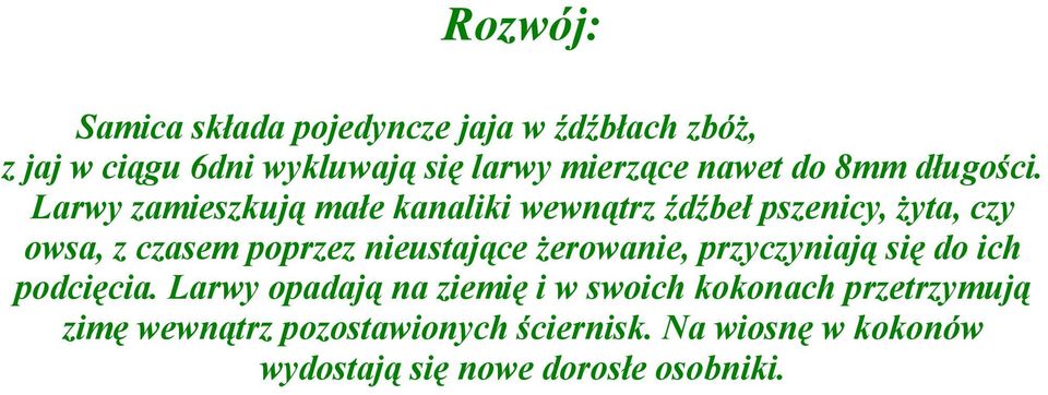 Larwy zamieszkują małe kanaliki wewnątrz źdźbeł pszenicy, żyta, czy owsa, z czasem poprzez nieustające