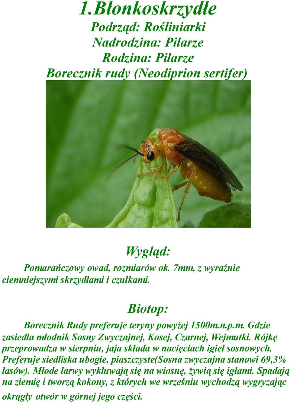 Rójkę przeprowadza w sierpniu, jaja składa w nacięciach igieł sosnowych. Preferuje siedliska ubogie, piaszczyste(sosna zwyczajna stanowi 69,3% lasów).