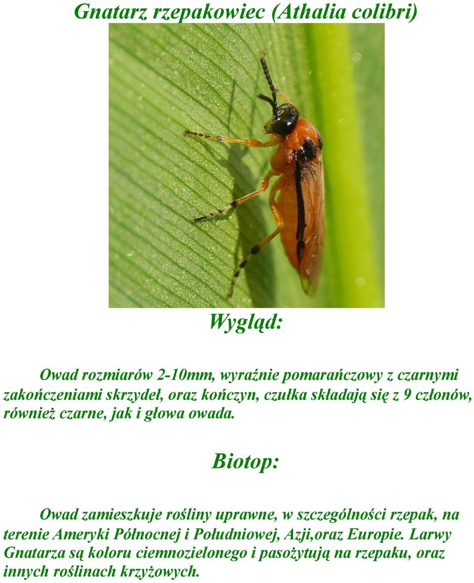 Biotop: Owad zamieszkuje rośliny uprawne, w szczególności rzepak, na terenie Ameryki Północnej i