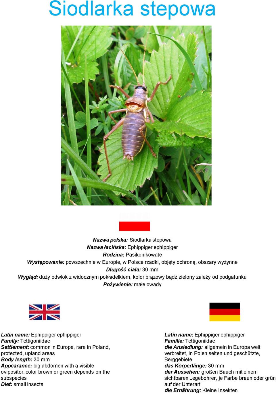 Settlement: common in Europe, rare in Poland, protected, upland areas Body length: 30 mm Appearance: big abdomen with a visible ovipositor, color brown or green depends on the subspecies Diet: small
