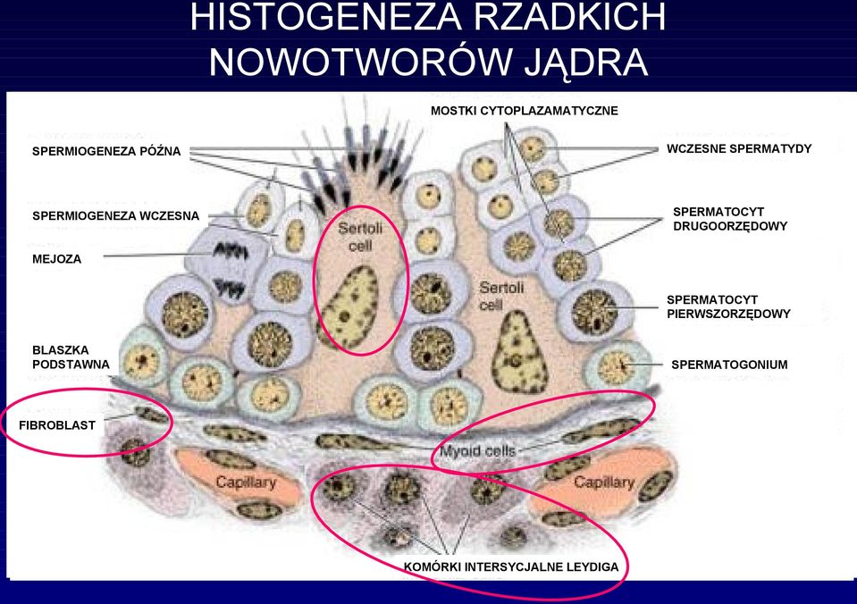 SPERMIOGENEZA WCZESNA MEJOZA SPERMATOCYT PIERWSZORZĘDOWY BLASZKA